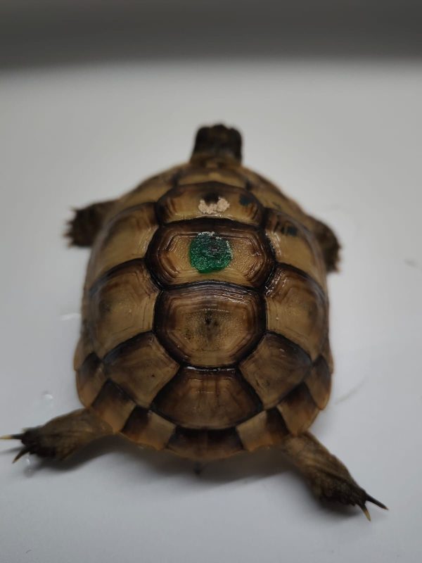 TESTUDO GRAECA IBERA - Imagen 4