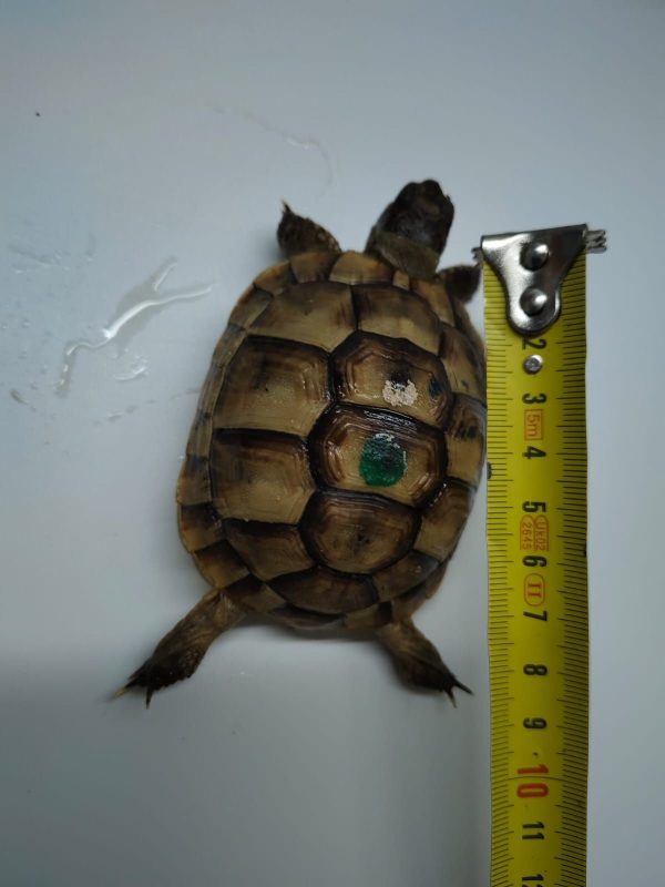 TESTUDO GRAECA IBERA - Imagen 5