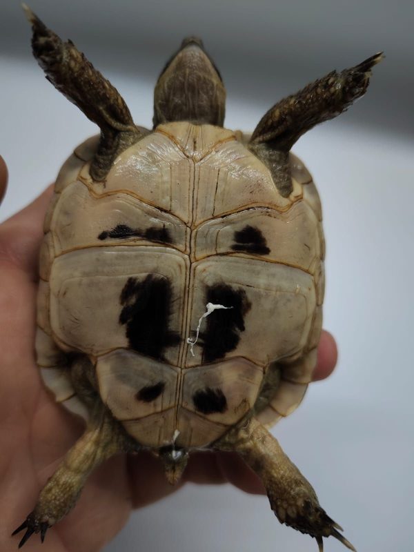 TESTUDO GRAECA IBERA - Imagen 6