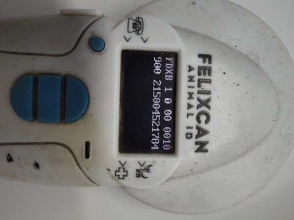TESTUDO GRAECA IBERA - Imagen 7
