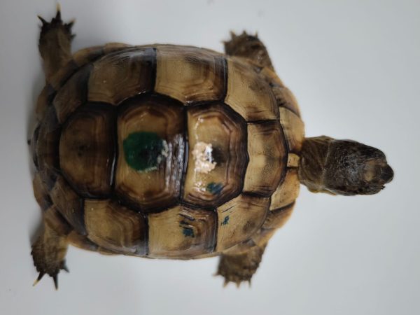 TESTUDO GRAECA IBERA - Imagen 8