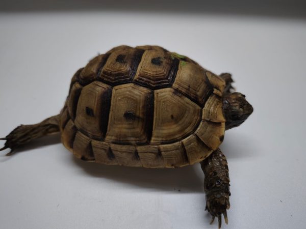 TESTUDO GRAECA IBERA - Imagen 2