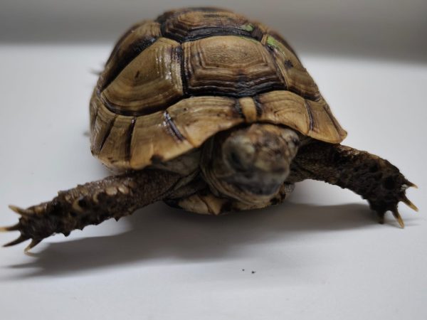 TESTUDO GRAECA IBERA - Imagen 3