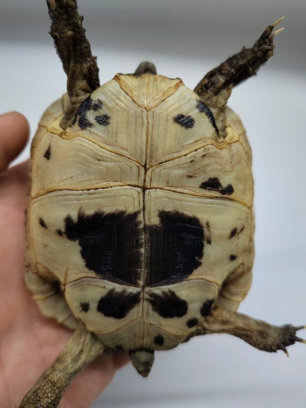 TESTUDO GRAECA IBERA - Imagen 4