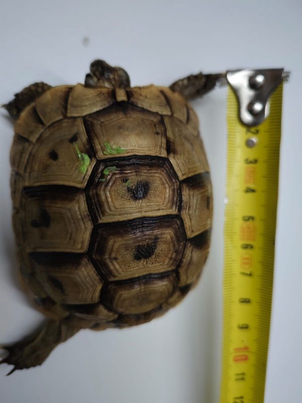 TESTUDO GRAECA IBERA - Imagen 5