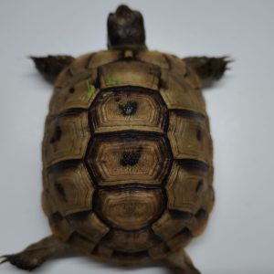 TESTUDO GRAECA IBERA
