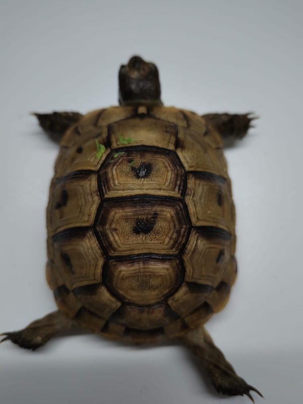 TESTUDO GRAECA IBERA