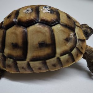TESTUDO GRAECA IBERA