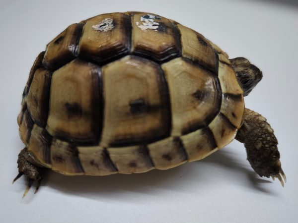 TESTUDO GRAECA IBERA