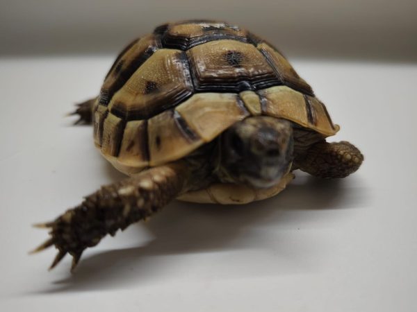 TESTUDO GRAECA IBERA - Imagen 3