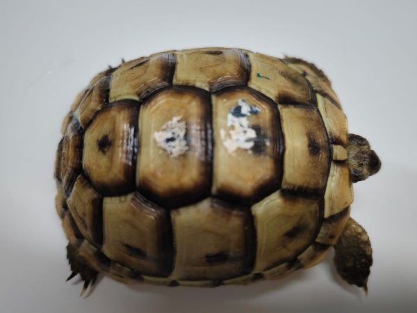 TESTUDO GRAECA IBERA - Imagen 2
