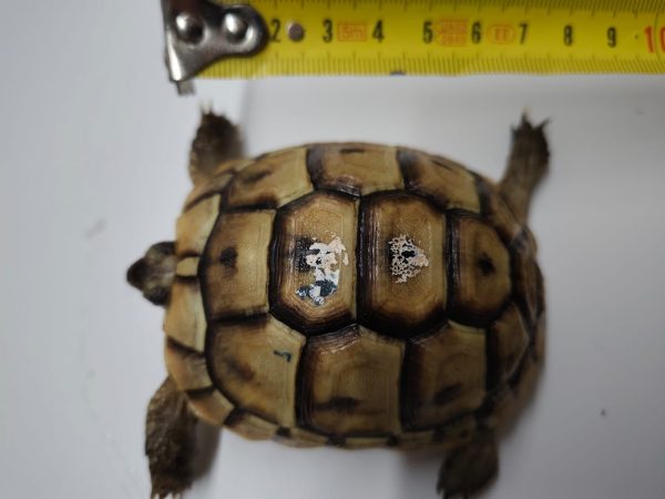 TESTUDO GRAECA IBERA - Imagen 5
