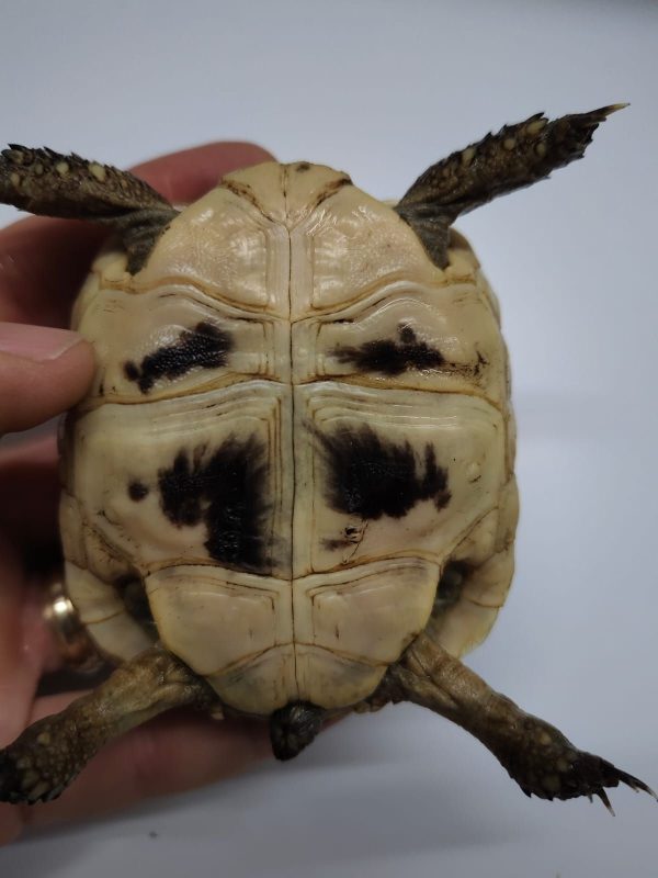 TESTUDO GRAECA IBERA - Imagen 4