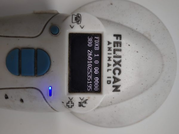 TESTUDO GRAECA IBERA - Imagen 6
