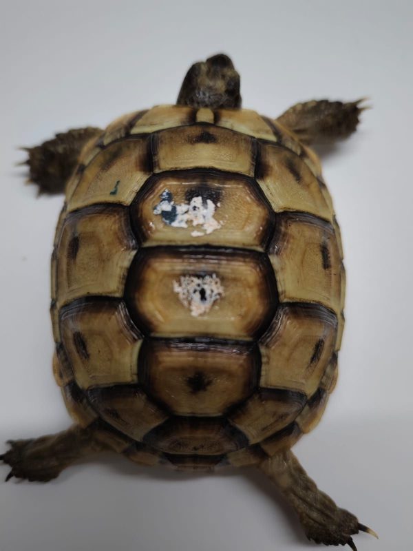 TESTUDO GRAECA IBERA - Imagen 7