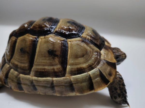 TESTUDO GRAECA IBERA - Imagen 2