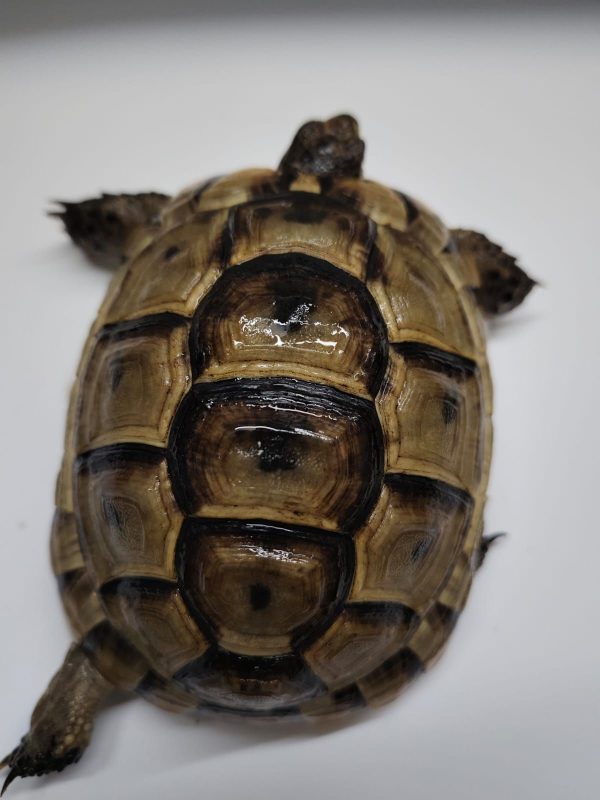 TESTUDO GRAECA IBERA - Imagen 3