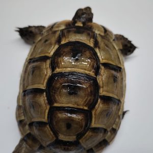 TESTUDO GRAECA IBERA