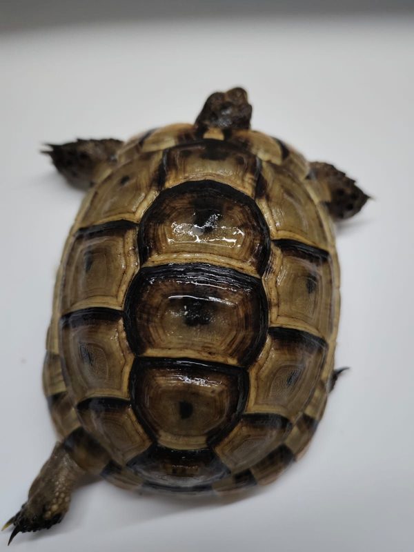 TESTUDO GRAECA IBERA
