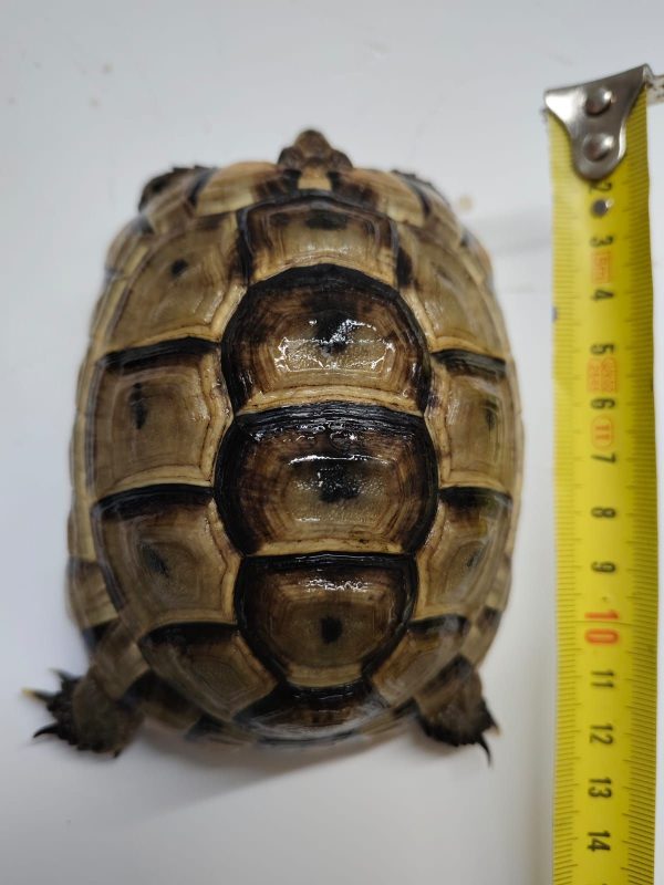TESTUDO GRAECA IBERA - Imagen 5