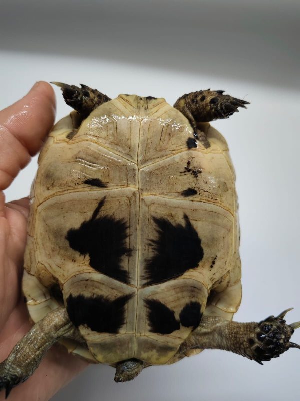 TESTUDO GRAECA IBERA - Imagen 6