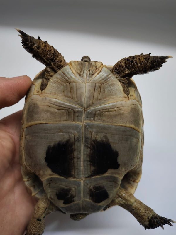 TESTUDO GRAECA IBERA - Imagen 2