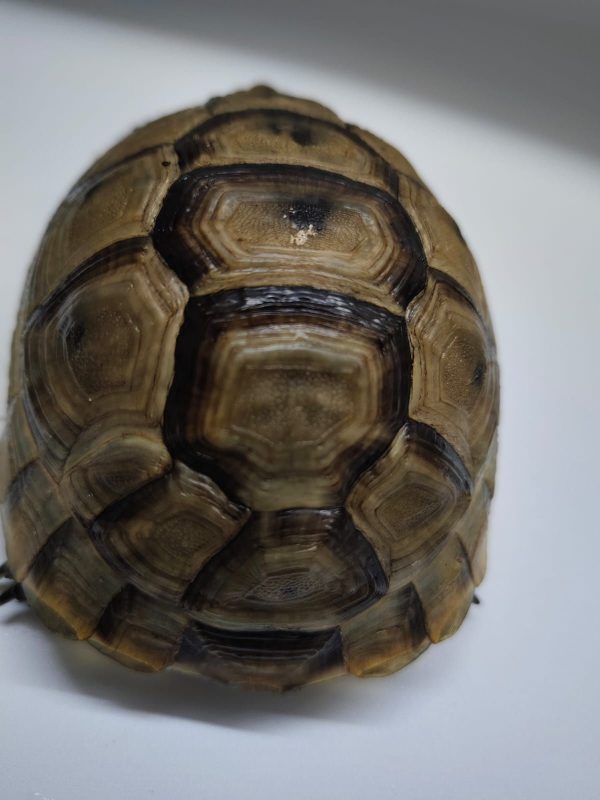 TESTUDO GRAECA IBERA - Imagen 3