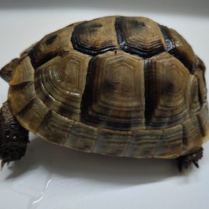 TESTUDO GRAECA IBERA