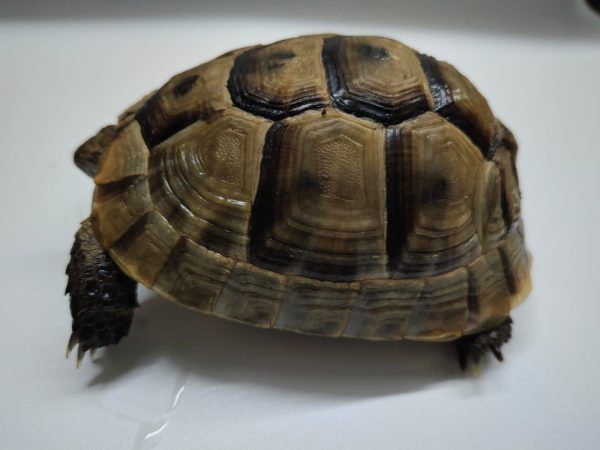 TESTUDO GRAECA IBERA