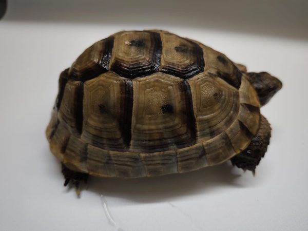TESTUDO GRAECA IBERA - Imagen 4