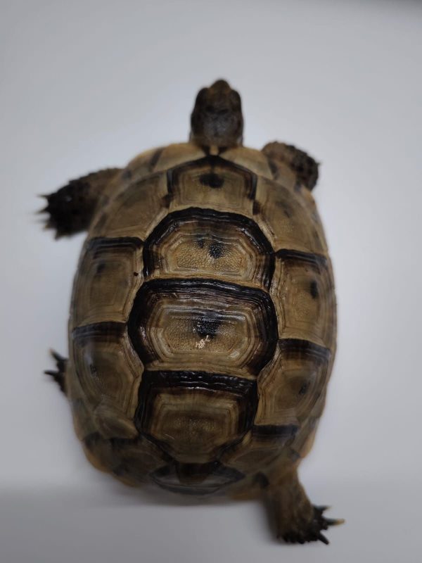TESTUDO GRAECA IBERA - Imagen 5