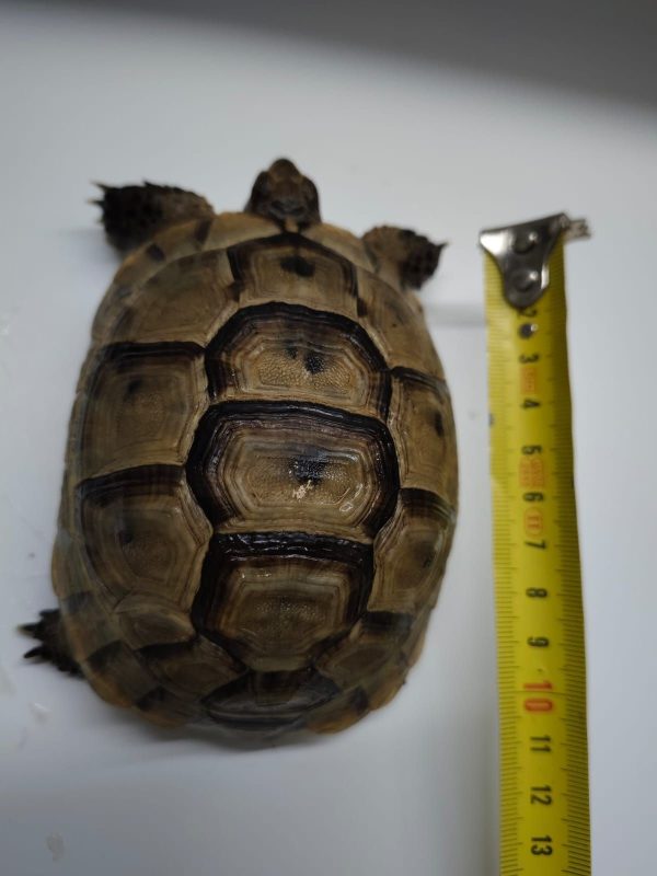 TESTUDO GRAECA IBERA - Imagen 7