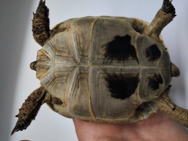 TESTUDO GRAECA IBERA - Imagen 8