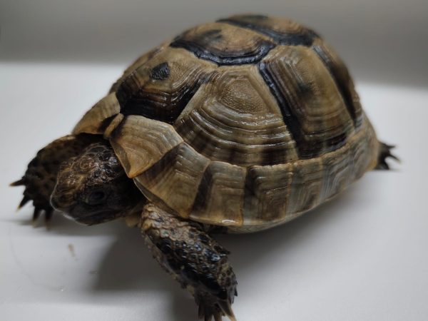 TESTUDO GRAECA IBERA - Imagen 9