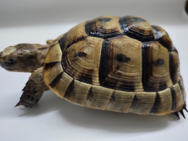 TESTUDO GRAECA IBERA - Imagen 2