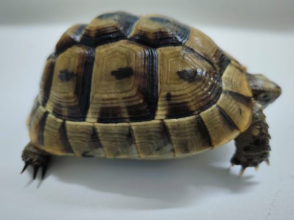 TESTUDO GRAECA IBERA - Imagen 4