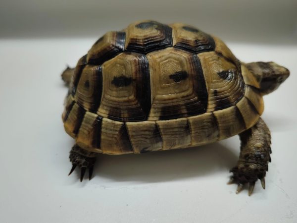 TESTUDO GRAECA IBERA - Imagen 3