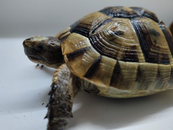 TESTUDO GRAECA IBERA - Imagen 5