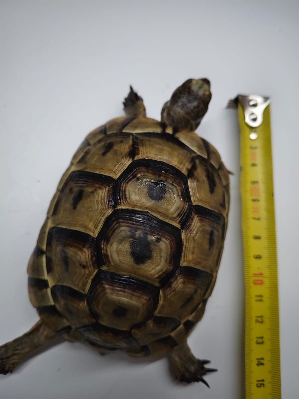 TESTUDO GRAECA IBERA - Imagen 7
