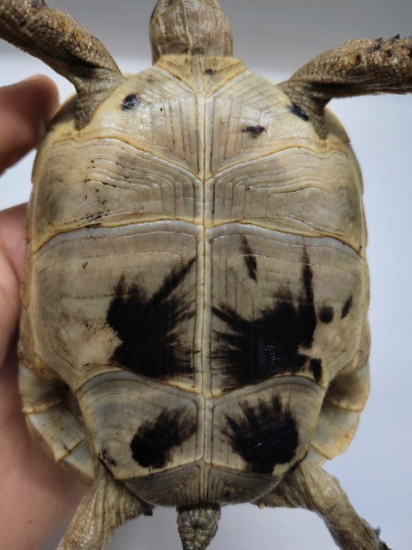 TESTUDO GRAECA IBERA - Imagen 6