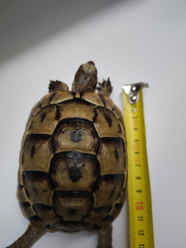 TESTUDO GRAECA IBERA - Imagen 8