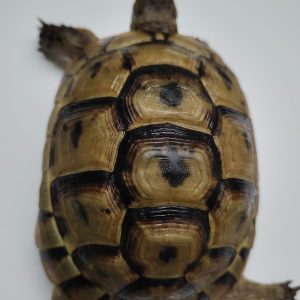 TESTUDO GRAECA IBERA