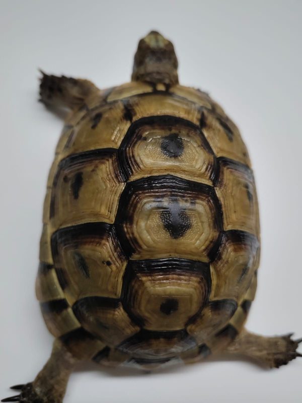 TESTUDO GRAECA IBERA
