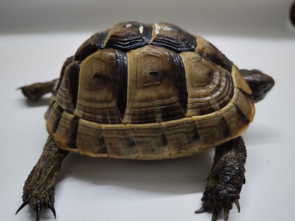TESTUDO GRAECA IBERA - Imagen 2