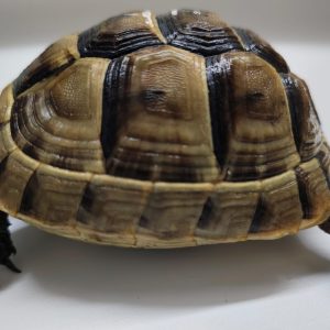 TESTUDO GRAECA IBERA