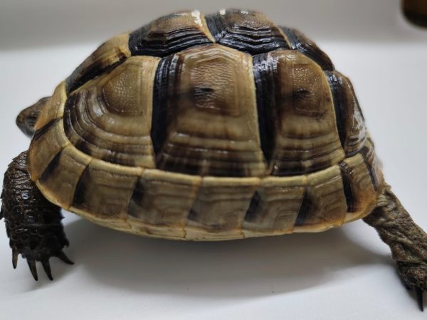 TESTUDO GRAECA IBERA