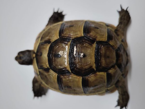 TESTUDO GRAECA IBERA - Imagen 3