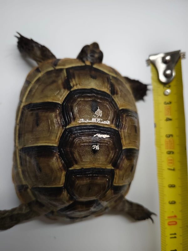 TESTUDO GRAECA IBERA - Imagen 5