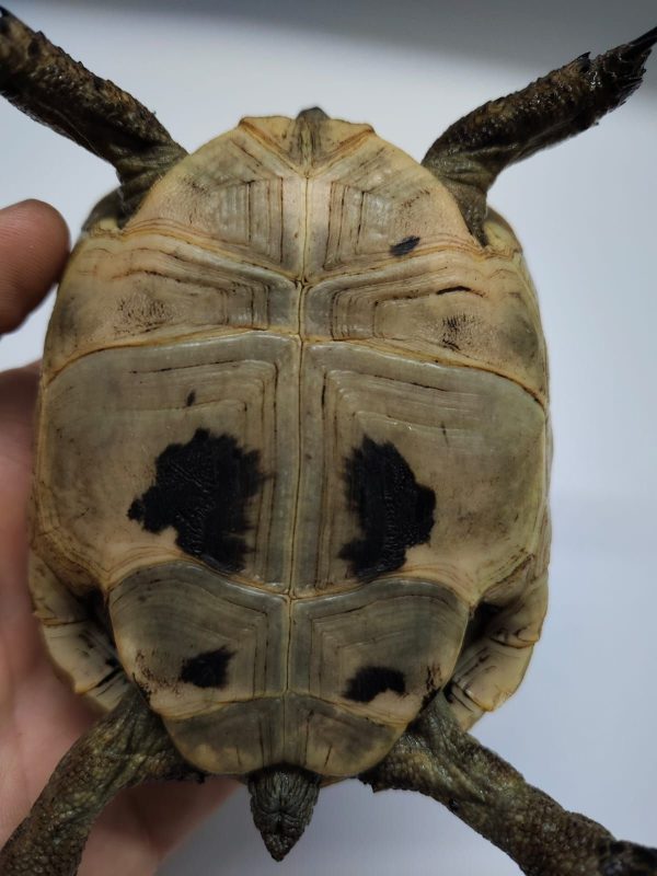 TESTUDO GRAECA IBERA - Imagen 6