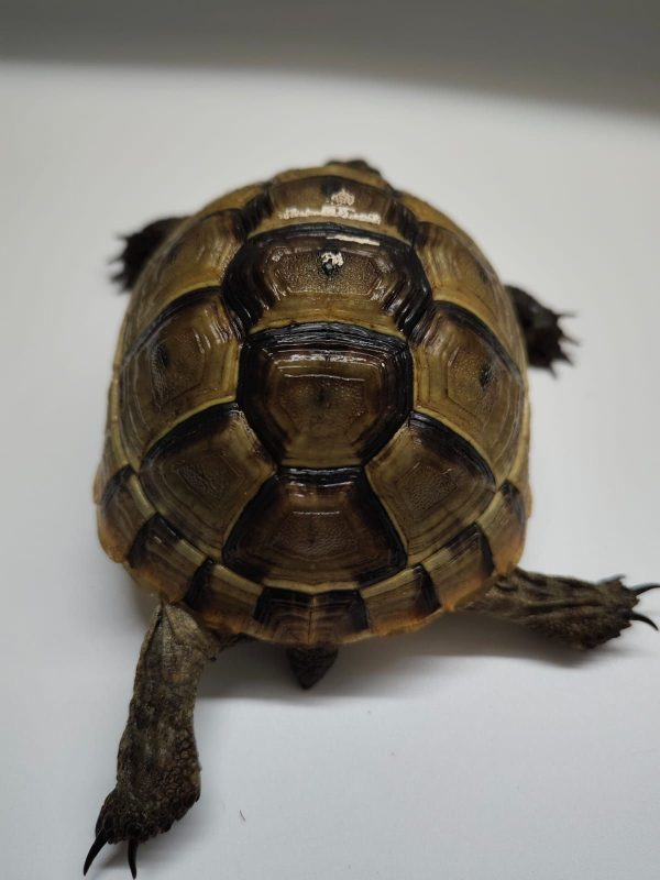 TESTUDO GRAECA IBERA - Imagen 7